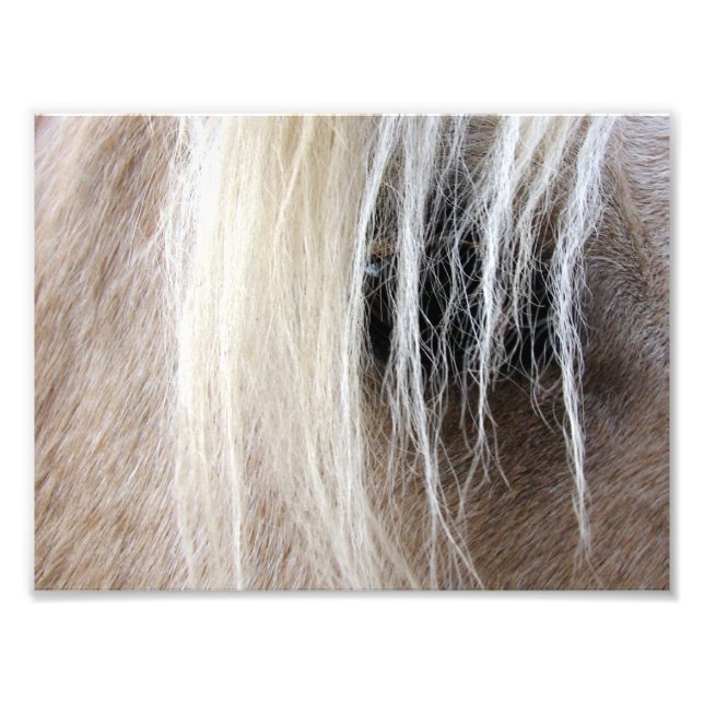 Palomino Fotodruck (Vorne)