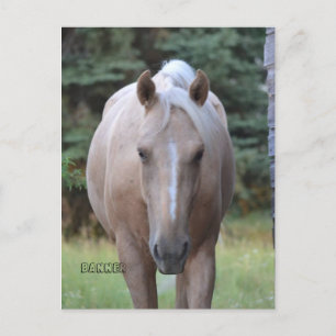 Palomino Gelding Banner Carte postale