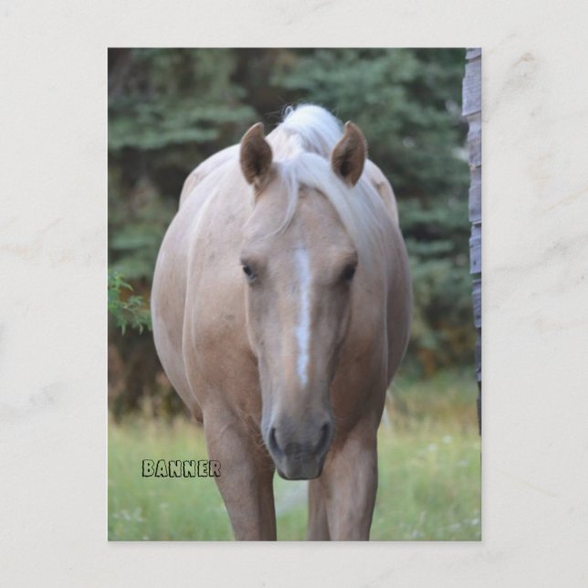 Palomino Gelding Banner Postkarte (Vorderseite)