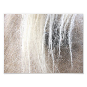 Palomino-Imitat-Leinwand Fotodruck
