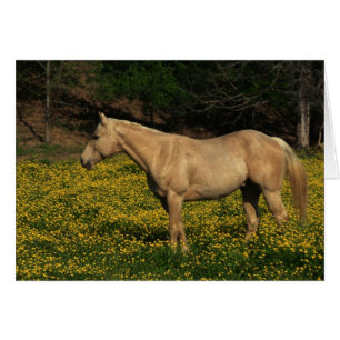 Palomino in gelben Blumen