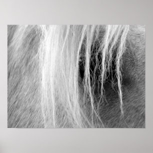 Palomino in Schwarz und Weiß Poster