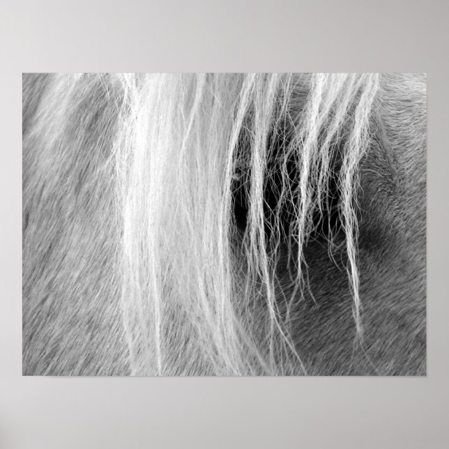 Palomino in Schwarz und Weiß Poster (Vorne)