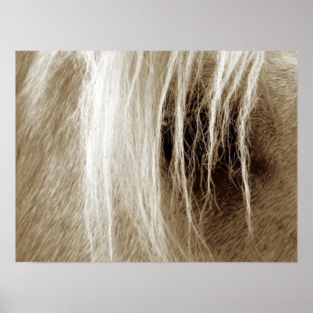 Palomino in Sepia Poster (Vorne)