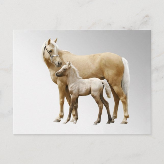 Palomino Mare & Foal Postkarte (Vorderseite)