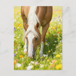 Palomino-Paint-Horse auf der Wiesenblumenwiese  Postkarte