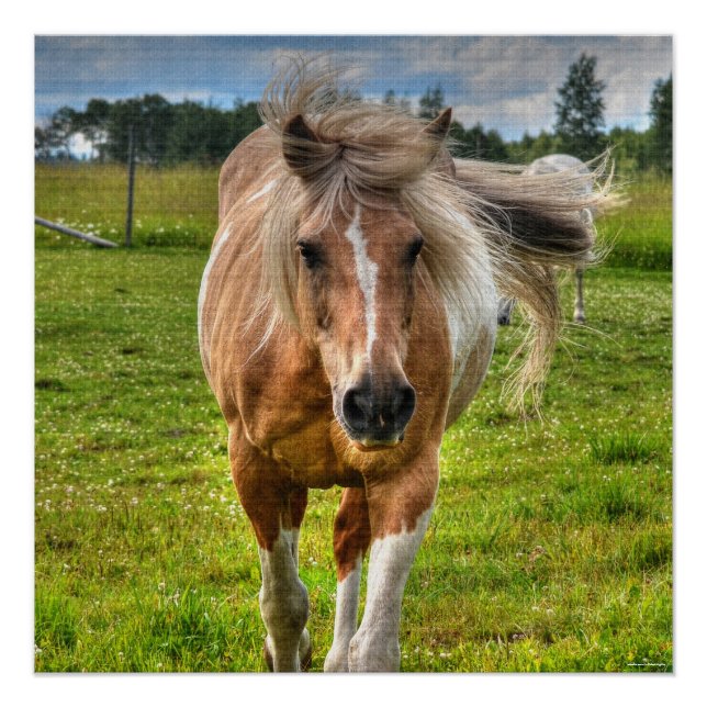 Palomino Paint Horse & Field Foto Poster (Vorderseite)