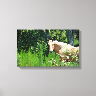 Palomino-Pferd Fotografie auf Leinwand