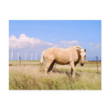 Palomino Pferd mit Windmühlen Postkarte