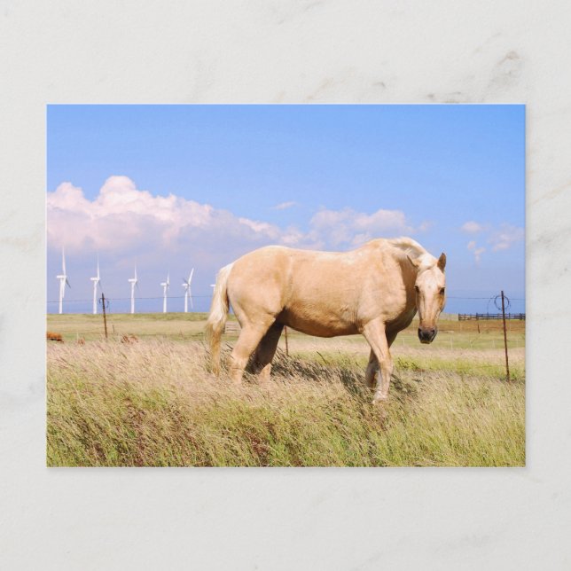Palomino Pferd mit Windmühlen Postkarte (Vorderseite)