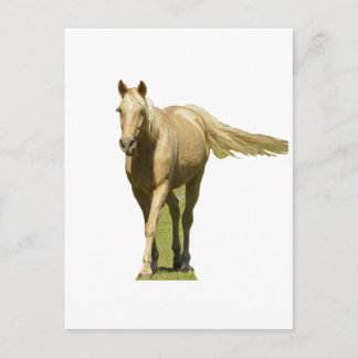 Palomino Pferd Postkarte