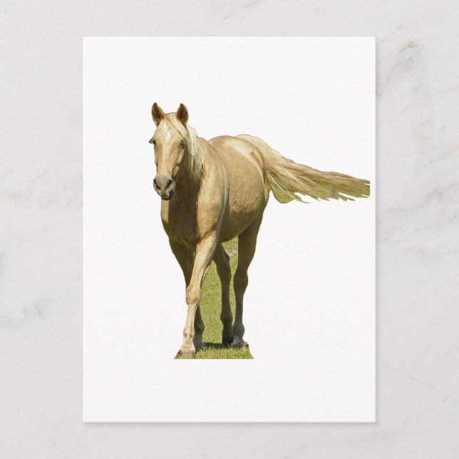 Palomino Pferd Postkarte (Vorderseite)