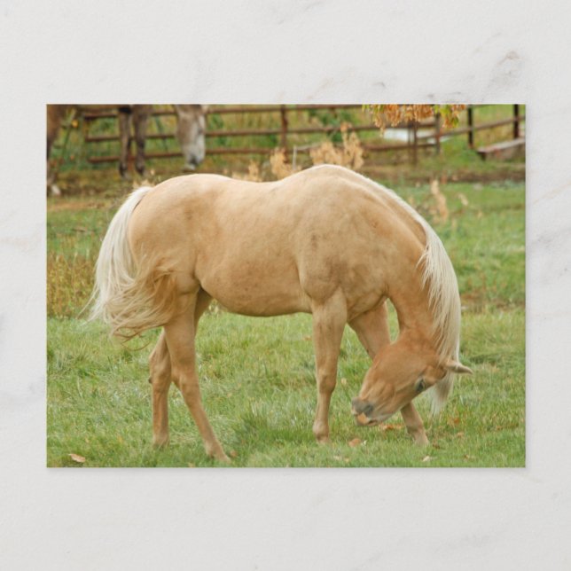 Palomino Pferd Postkarte (Vorderseite)