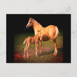 Palomino Pferd und Colt Postcard Postkarte