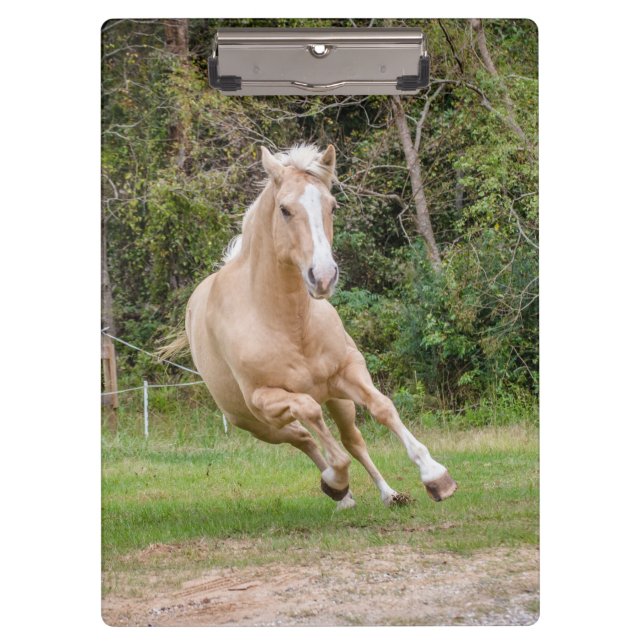 Palomino Pferdekletterwand Klemmbrett (Vorderseite)