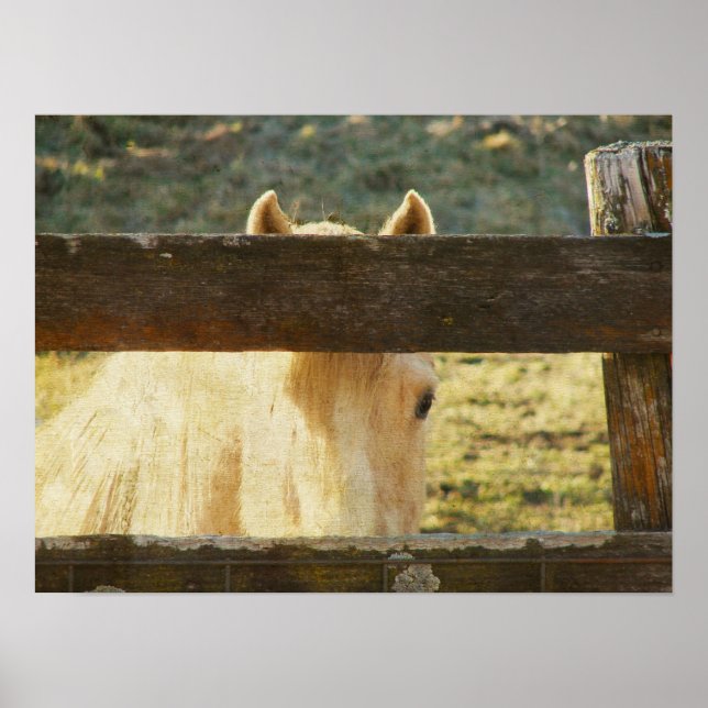 Palomino pinkelt durch den Zaun Poster (Vorne)