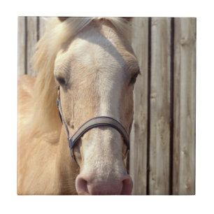 Palomino-Pony-Fliese Fliese