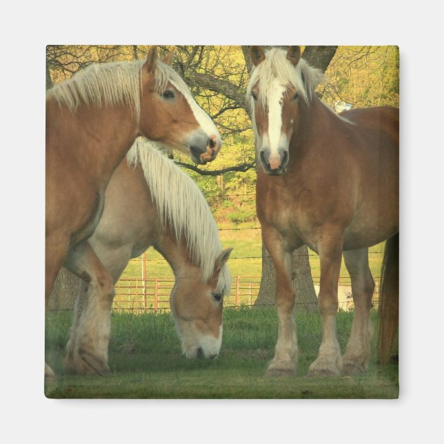 Palomino - Reitplatz Magnet (Vorne)