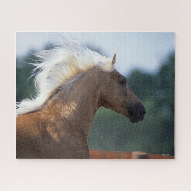 Palomino Rocky Mountain Horse Headshot (Horizontal)