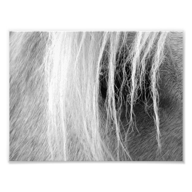 Palomino Schwarz und Weiß Fotodruck (Vorne)