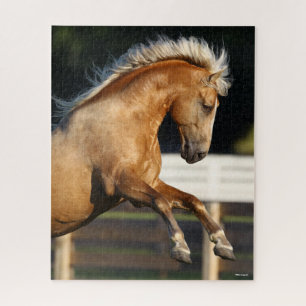 Palomino Tennessee Walker Stallion