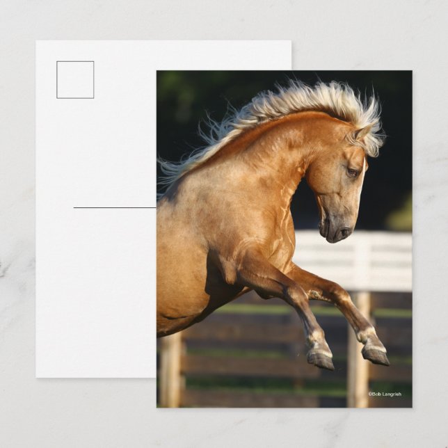 Palomino Tennessee Walker Stallion Rearing Postkarte (Vorne/Hinten)