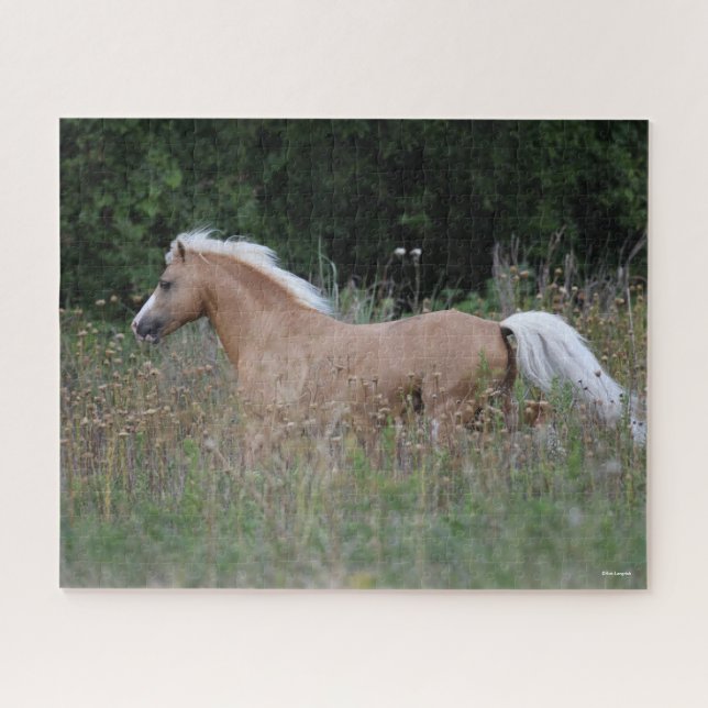 Palomino Walisischer Pony, die in langen Gras läuf (Horizontal)