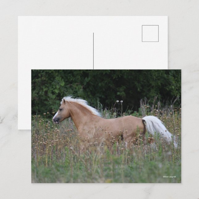 Palomino Walisischer Pony, die in langen Gras läuf Postkarte (Vorne/Hinten)