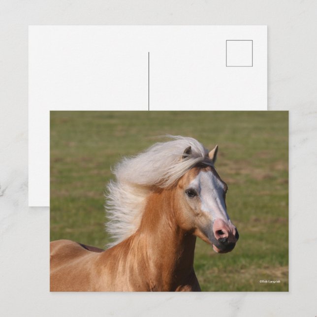 Palomino Welsh Pony Headhot Mane Flowing Postkarte (Vorne/Hinten)