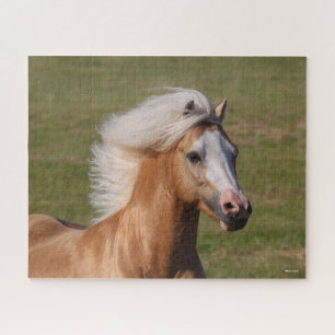 Palomino Welsh Pony Headhot Mane Flows