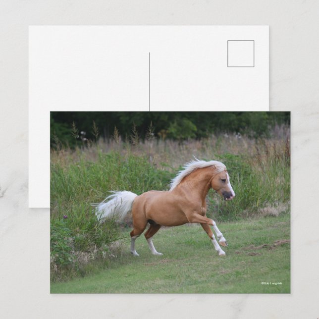 Palomino Welsh Pony Stallion Running Postkarte (Vorne/Hinten)