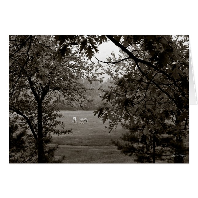 Palominos encadrés en chêne (Devant horizontal)