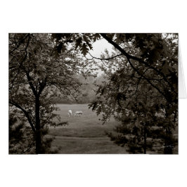 Palominos Gerahmt in Eiche