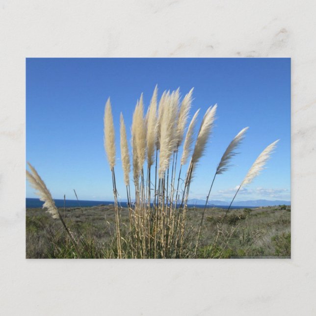 PALOS VERDES. CARTE POSTALE CA #9 (Devant)