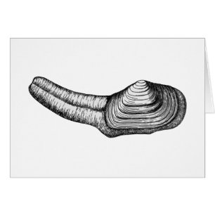Palourde de Geoduck (illustration noire et