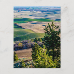 Palouse Country - Eastern Washington Postkarte