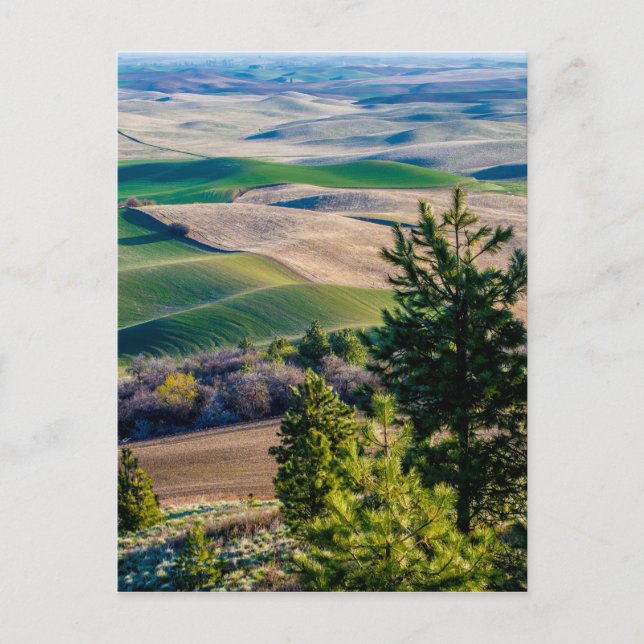 Palouse Country - Eastern Washington Postkarte (Vorderseite)