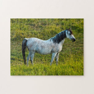 Palouse-Pferd, Colfax, Palouse-Gebiet, Washington