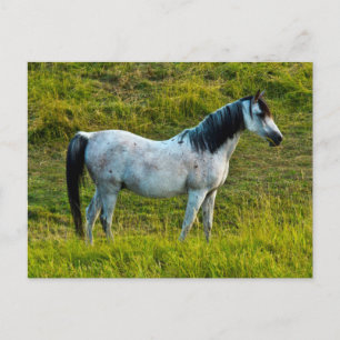 Palouse-Pferd, Colfax, Palouse-Gebiet, Washington Postkarte