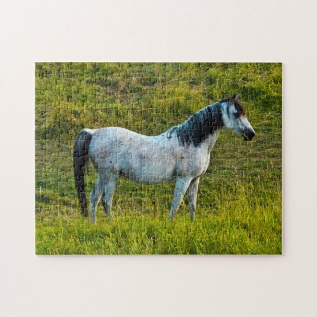 Palouspferd, Colfax, Palouse Area, Washington (Horizontal)