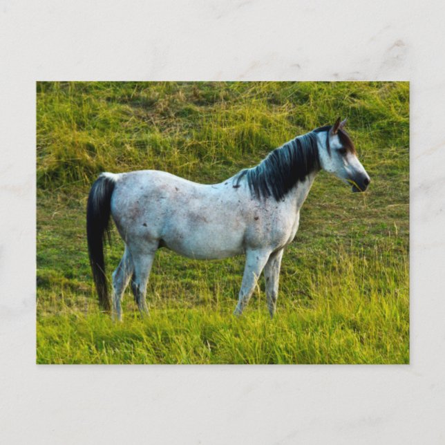 Palouspferd, Colfax, Palouse Area, Washington Postkarte (Vorderseite)