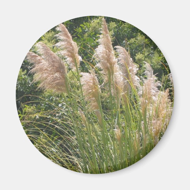 Pampas Grass Magnet (Vorne)