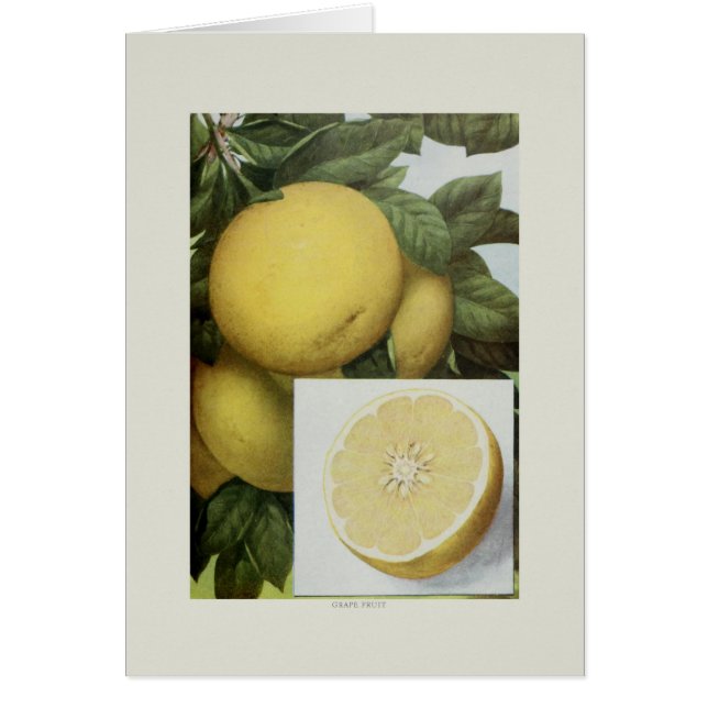 Pamplemousse (Devant)