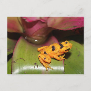 Panamaischer Goldener Frosch # 1 Postkarte