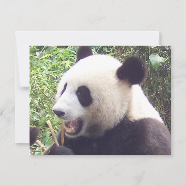 Panda (Vorderseite)