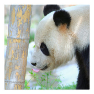 Panda20170502_by_JAMFoto Fotodruck