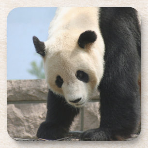 Panda20170506_by_JAMFoto Getränkeuntersetzer