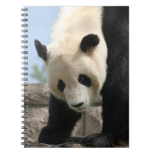 Panda20170506_by_JAMFoto Notizblock