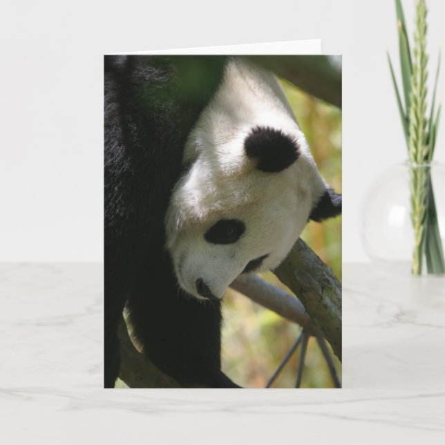 Panda #1 karte (Vorderseite)