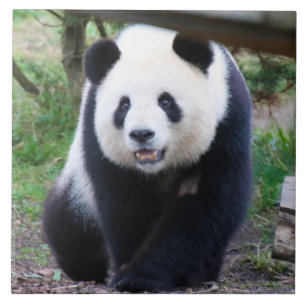 Panda_20190301_by_JAMFoto Fliese